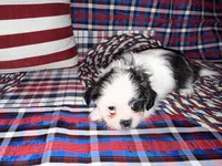 Kayce, a male Shih Tzu for sale in San Antonio, TX – 3 of 4