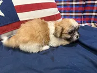 Bernadette , a female Shih Tzu for sale in San Antonio, TX – 4 of 4