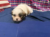 Howard, a male Shih Tzu for sale in San Antonio, TX – 2 of 6