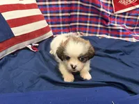 Stewart , a male Shih Tzu for sale in San Antonio, TX – 2 of 6