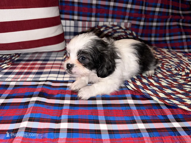 Leonard  – Shih Tzu puppy for sale in San Antonio, TX