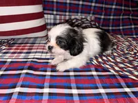 Kayce, a male Shih Tzu for sale in San Antonio, TX – 2 of 4