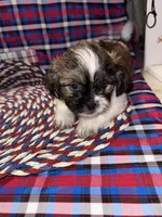 Jaime, a male Shih Tzu for sale in San Antonio, TX – 2 of 5