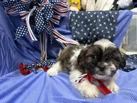 Shawn, a male Shih Tzu for sale in San Antonio, TX – 3 of 9