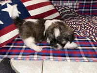 Jaime, a male Shih Tzu for sale in San Antonio, TX – 1 of 5