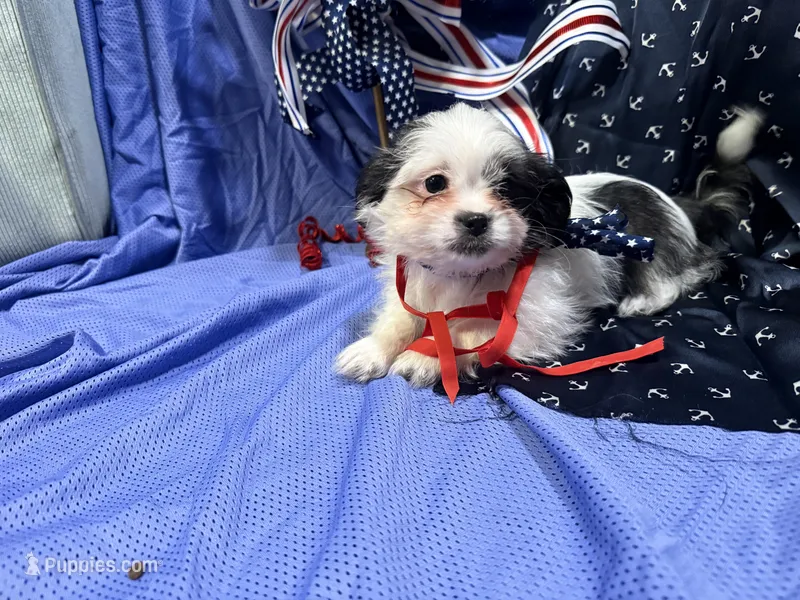 Cory – Shih Tzu puppy for sale in San Antonio, TX