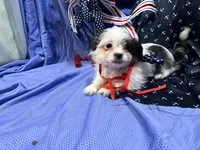 Cory, a male Shih Tzu for sale in San Antonio, TX – 1 of 9