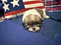 Denise, a female Shih Tzu for sale in San Antonio, TX – 3 of 6