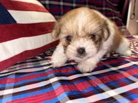 Beth, a female Shih Tzu for sale in San Antonio, TX – 3 of 5