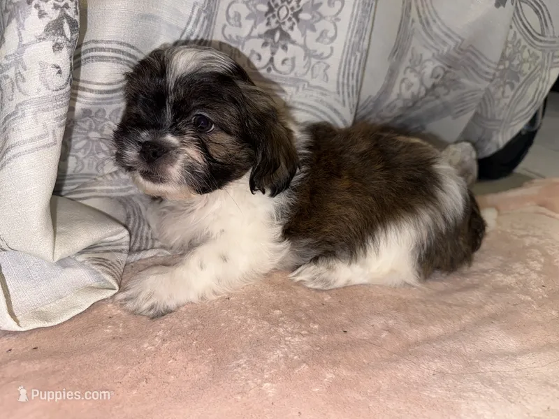 Raj  – Shih Tzu puppy for sale in San Antonio, TX