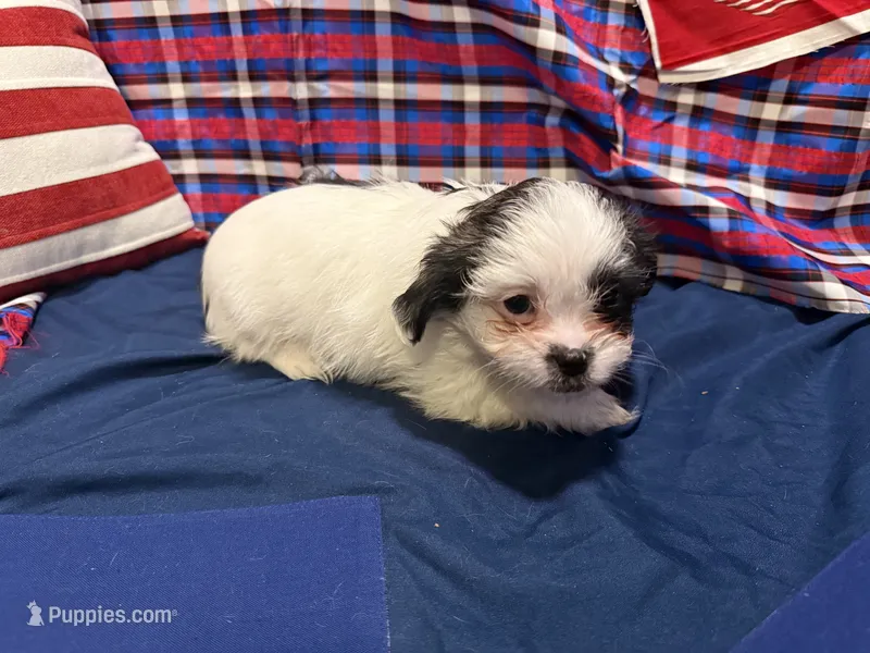 Leonard , a male Shih Tzu for sale in San Antonio, TX – 1 of 8
