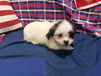 Leonard , a male Shih Tzu for sale in San Antonio, TX – 1 of 8