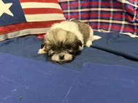 Denise, a female Shih Tzu for sale in San Antonio, TX – 6 of 6