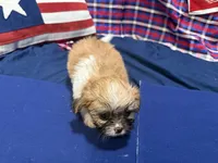 Bernadette , a female Shih Tzu for sale in San Antonio, TX – 3 of 4