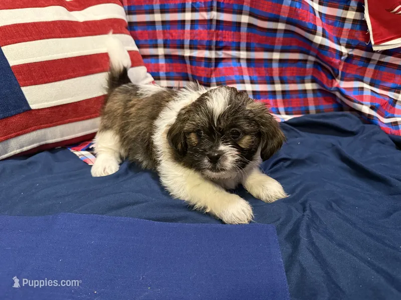 Raj , a male Shih Tzu for sale in San Antonio, TX – 1 of 9