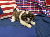Raj , a male Shih Tzu for sale in San Antonio, TX – 1 of 9