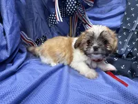 Topanga, a female Shih Tzu for sale in San Antonio, TX – 3 of 6