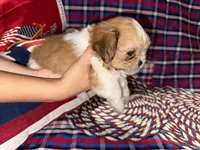 Beth, a female Shih Tzu for sale in San Antonio, TX – 5 of 5