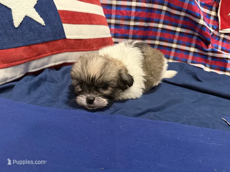 Denise – Shih Tzu puppy for sale in San Antonio, TX