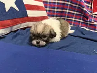 Denise, a female Shih Tzu for sale in San Antonio, TX – 1 of 6