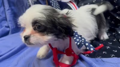Cory, a male Shih Tzu for sale in San Antonio, TX – 6 of 9