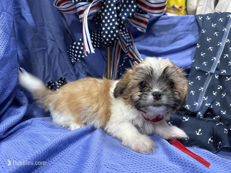 Topanga – Shih Tzu puppy on hold in San Antonio, TX
