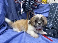 Topanga, a female Shih Tzu for sale in San Antonio, TX – 1 of 6