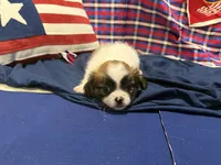 Amy, a female Shih Tzu for sale in San Antonio, TX – 4 of 5