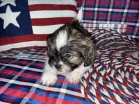 Jaime, a male Shih Tzu for sale in San Antonio, TX – 5 of 5