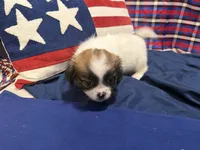 Amy, a female Shih Tzu for sale in San Antonio, TX – 5 of 5