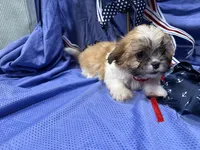 Topanga, a female Shih Tzu for sale in San Antonio, TX – 4 of 6