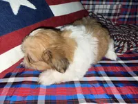 Beth, a female Shih Tzu for sale in San Antonio, TX – 2 of 5