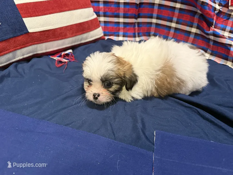 Howard – Shih Tzu puppy for sale in San Antonio, TX