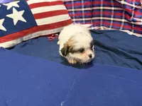 Howard, a male Shih Tzu for sale in San Antonio, TX – 4 of 6