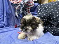 Shawn, a male Shih Tzu for sale in San Antonio, TX – 2 of 9