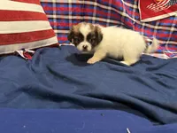 Amy, a female Shih Tzu for sale in San Antonio, TX – 2 of 5