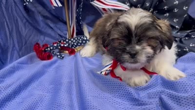 Shawn, a male Shih Tzu for sale in San Antonio, TX – 6 of 9