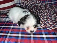 Kayce, a male Shih Tzu for sale in San Antonio, TX – 4 of 4
