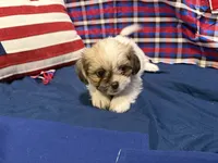 Sheldon, a male Shih Tzu for sale in San Antonio, TX – 2 of 7