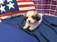 Stewart , a male Shih Tzu for sale in San Antonio, TX – 6 of 6