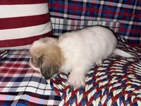 Lee, a male Shih Tzu for sale in San Antonio, TX – 2 of 4