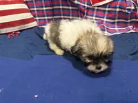 Denise, a female Shih Tzu for sale in San Antonio, TX – 4 of 6