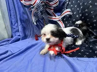 Cory, a male Shih Tzu for sale in San Antonio, TX – 5 of 9
