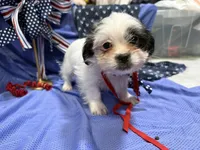 Cory, a male Shih Tzu for sale in San Antonio, TX – 2 of 9