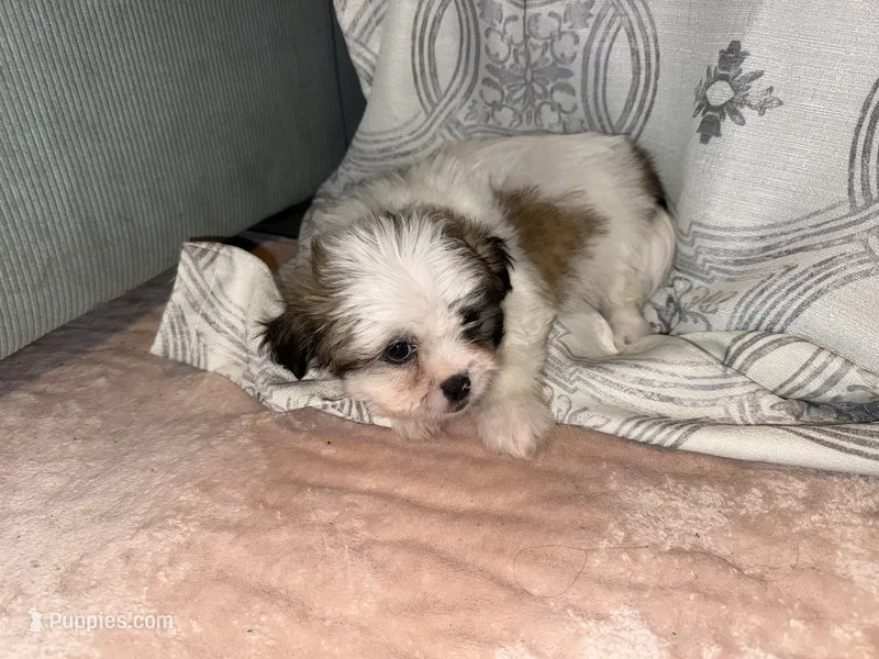 Howard – Shih Tzu puppy for sale in San Antonio, TX