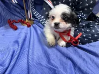 Cory, a male Shih Tzu for sale in San Antonio, TX – 3 of 9