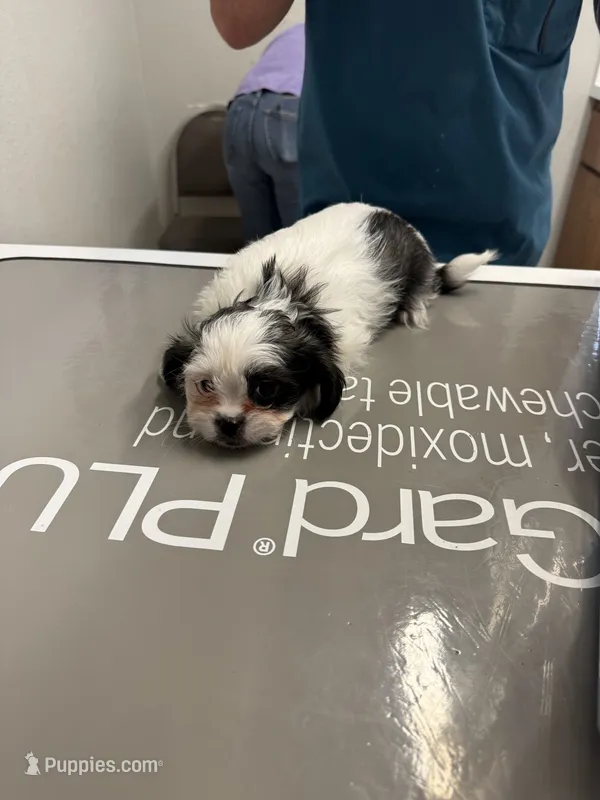 Leonard  – Shih Tzu puppy for sale in San Antonio, TX