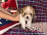 Beth, a female Shih Tzu for sale in San Antonio, TX – 4 of 5