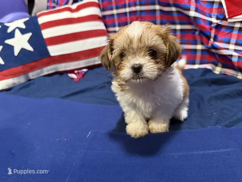 Penny – Shih Tzu puppy on hold in San Antonio, TX