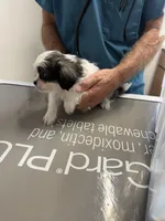 Cory, a male Shih Tzu for sale in San Antonio, TX – 8 of 9